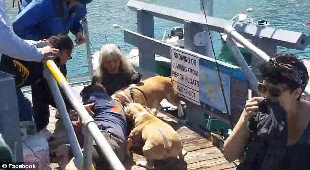 Un barbat a fost atacat de doi pitbulli dupa ce a sarit sa-si apere cainele. "Eram mestecat, nici nu ii pot numi caini"