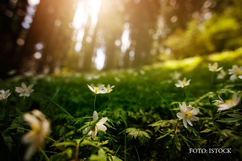 Primavara revine incet in toata tara. Cand vor ajunge temperaturile la 27 de grade