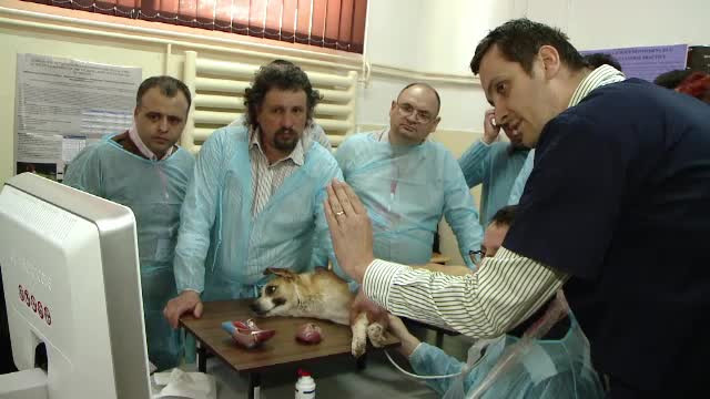 Cei mai multi veterinari de la noi invata abia acum sa foloseasca un ecograf. Cate animale mor din cauza bolilor nedetectate