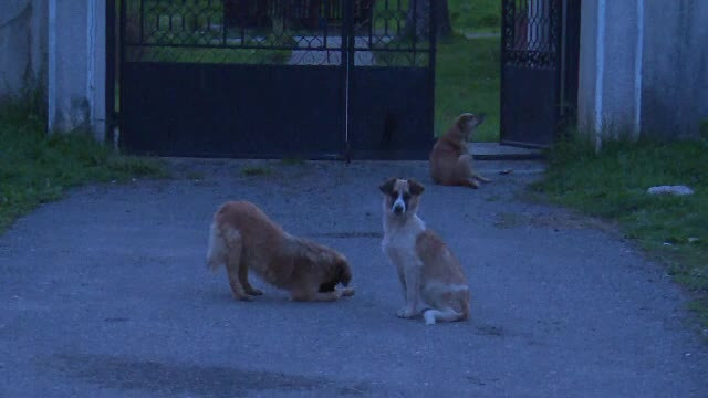 Batrana atacata cu salbaticie de caini, in cimitirul unui sat din Dambovita. "Avea o rana care m-a impresionat foarte rau"