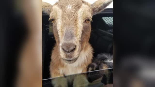 Doua capre au ajuns pe bancheta din spate a unei masini de politie. Animalele au fost gasite hoinarind fara stapan, pe sosea