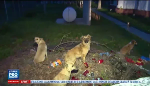 Batrana atacata cu salbaticie de caini, in cimitirul unui sat din Dambovita. Avea o rana care m-a impresionat foarte rau
