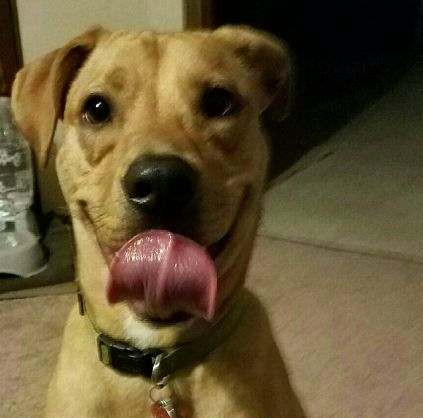 Un barbat a slabit atat de mult, incat nici cainele sau nu l-a mai recunoscut. Momentul emotionant cand s-au intalnit. VIDEO