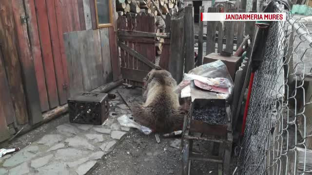 O fetita din Mures a fost atacata de urs chiar in curtea casei. Ce s-a intamplat apoi cu animalul furios