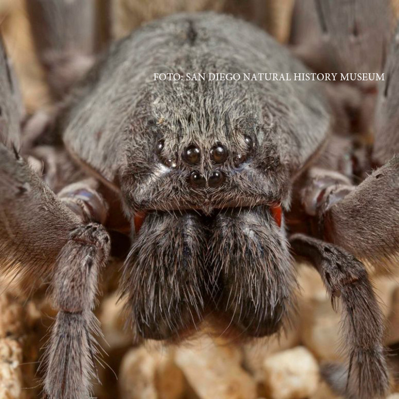 Cercetatorii au descoperit o noua specie de paianjen gigantic, din familia tarantulelor. Cat de periculos este veninul sau