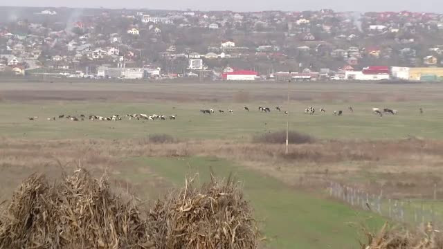 Un barbat din Vaslui si-a iesit din minti cand a vazut animalele vecinului pe terenul lui. Conflictul s-a incheiat cu o crima