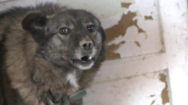 Clipe de groaza pentru un copil de 11 ani din judetul Sibiu. A fost atacat de 7 caini fugiti de la o stana, chiar in sat