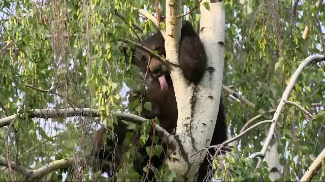 Un pui de urs a urcat intr-un copac de la marginea orasului, dar n-a stiut sa si coboare. Cum a luat sfarsit aventura
