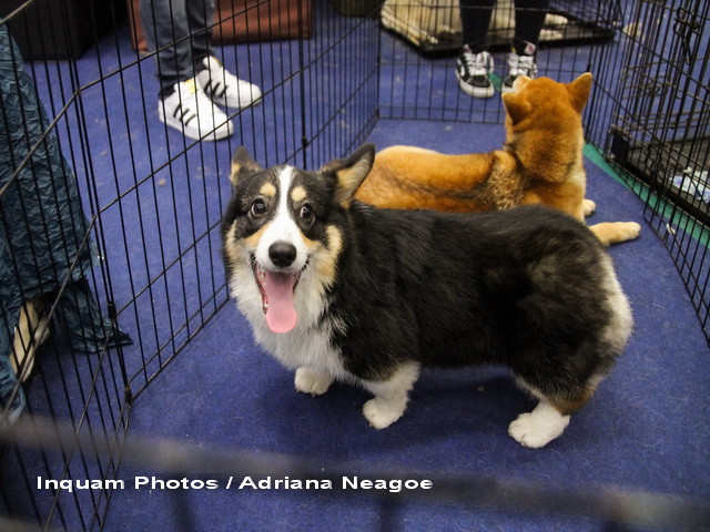 Primaria Capitalei vrea infiintarea Politiei Animalelor. Asociatie: "Gaselnita consumatoare de bani publici"