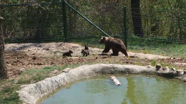 Trei ursuleti in varsta de cateva saptamani, noile vedete ale Rezervatiei de la Zarnesti