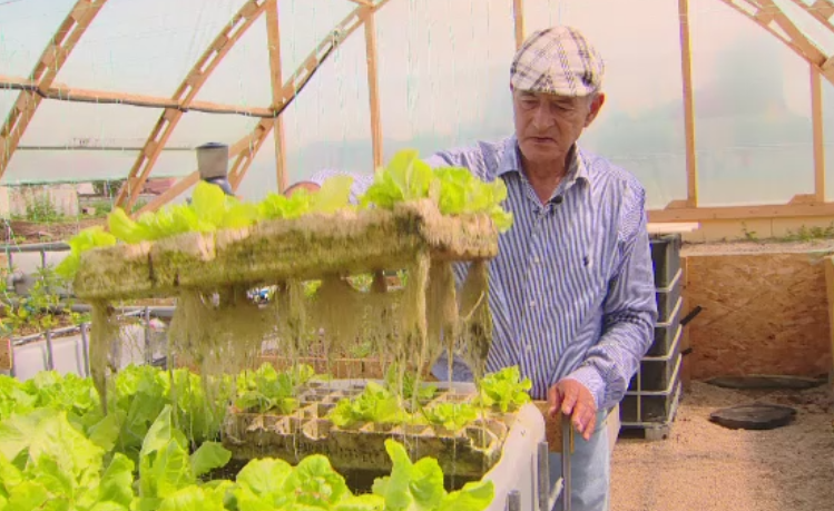 Ferma viitorului. Cum cresc legumele fara pamant, intr-o sera plutitoare conectata la un bazin cu pesti