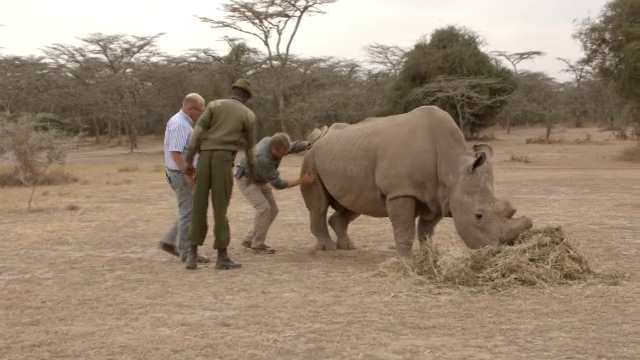 Un rinocer ramas ultimul din specia lui isi cauta partenera pe o aplicatie pentru intalniri: "Soarta speciei depinde de mine"