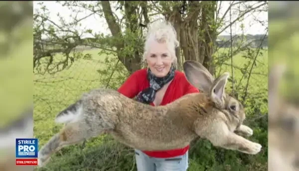 Puiul celui mai mare iepure din lume,