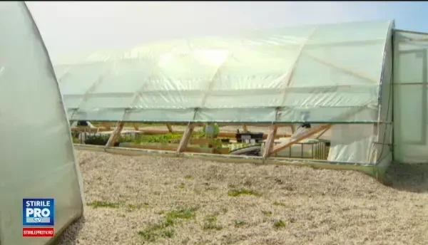 Ferma viitorului. Cum cresc legumele fara pamant, intr-o sera plutitoare conectata la un bazin cu pesti