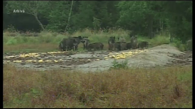 Culturile oamenilor din Bacau, distruse de mistreti. Patruleaza cu tractoarele, fac focuri si zgomot pentru a-i alunga