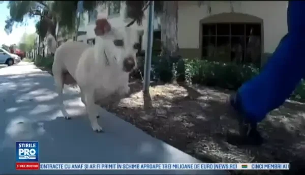 Cum arata proteza unei cateluse fara un picior, obtinuta cu ajutorul unei imprimante 3D. Ideea le apartine unor liceeni