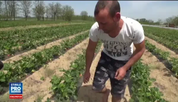 Capsuni spaniole, crescute in pamant romanesc. Fermierii din sudul Olteniei se pregatesc sa dea lovitura cu fructe de soi