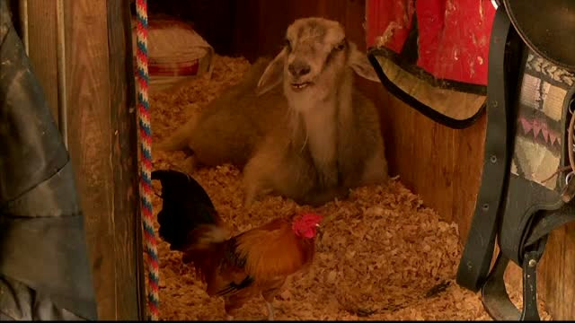 O prietenie neobisnuita s-a nascut la o ferma din Carolina de Sud. Un tanar cocos nu se mai dezlipeste de o capra