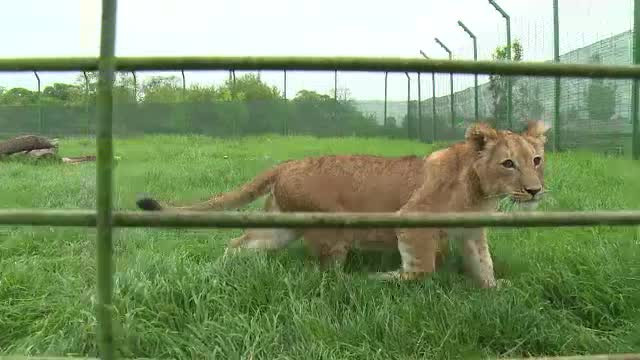 Gradina zoologica din Romania unde copiii pot "adopta" animale, inclusiv lei si zebre. Cat costa procedura