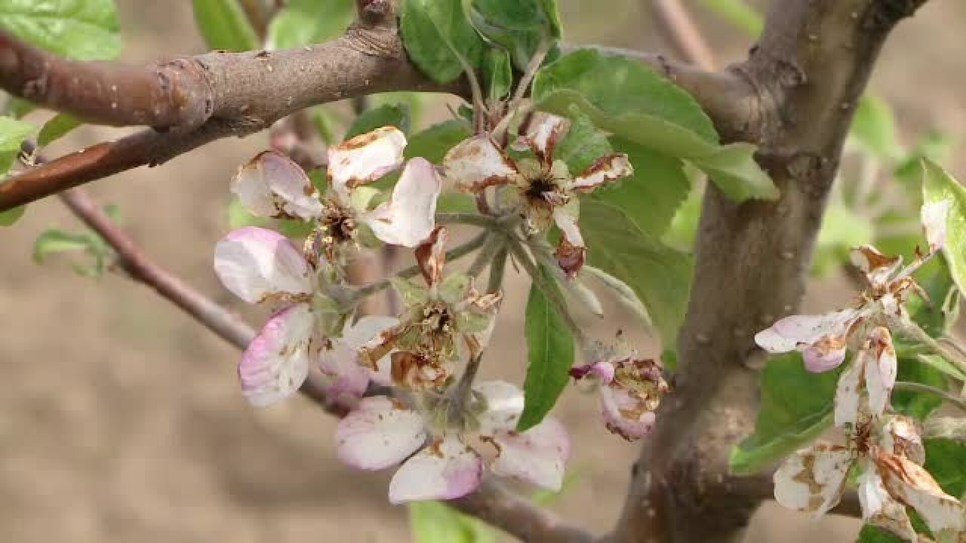 Culturile de ciresi, pruni si piersici, distruse de fenomenele meteo extreme din Romania. "In cateva zile se duc naiba"