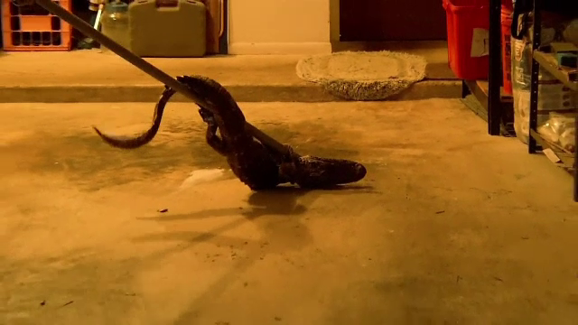 Un american a vrut sa isi parcheze masina in garaj, dar a avut o surpriza terifianta. Ce se afla inauntru