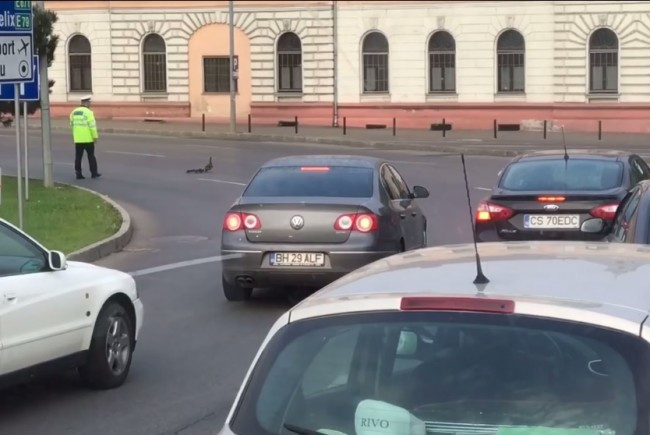 Un politist a oprit traficul in Oradea pentru o coloana formata din rate. VIDEO
