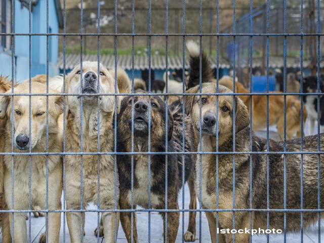 Politia Valcea face cercetari, dupa ce pe retelele de socializare au aparut imagini cu caini spanzurati langa o padure