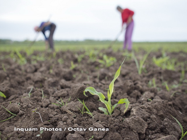 Vesti bune pentru tinerii fermieri. Cum se poate obtine finantarea de pana la 50.000 de euro