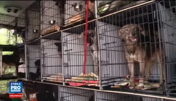 Cainii abandonati de oameni si salvati de o asociatie din Cluj risca sa ramana din nou pe strazi. Cum ii putem ajuta