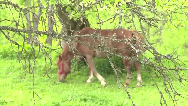 O femeie a fost dusa cu elicopterul la spital dupa ce calul ei a lovit-o cu copita. Unde era sotul in acest timp