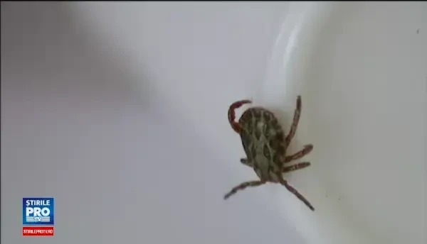 Institutul Matei Bals: 50 de persoane muscate de capuse ajung zilnic la camera de garda