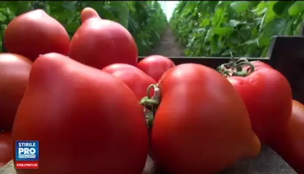 Primele rosii crescute in pamant romanesc au aparut in piete, insa nu sunt deloc ieftine. Cat costa kilogramul