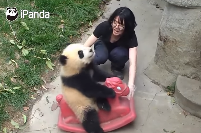 Ursul panda care face furori pe internet dupa ce a fost filmat leganandu-se pe un balansoar. VIDEO