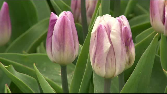 Un covor multicolor vesteste primavara la o gradina botanica din Polonia: 60.000 de lalele au inflorit zilele acestea