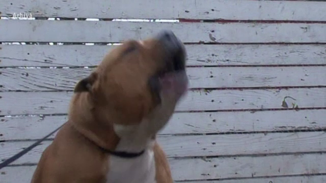 Femeie de 66 de ani, ucisa de pitbull-ul fiului. Ce s-a intamplat cu cainele dupa incident