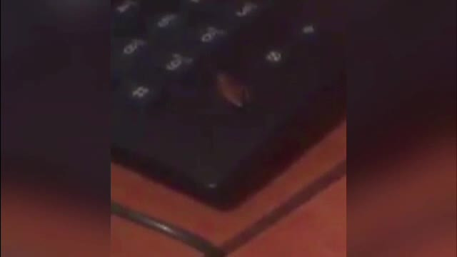 Caz "dificil" la care lucreaza IPJ Teleorman. Politistii dezbat daca sa dea afara un agent din cauza unui gandac