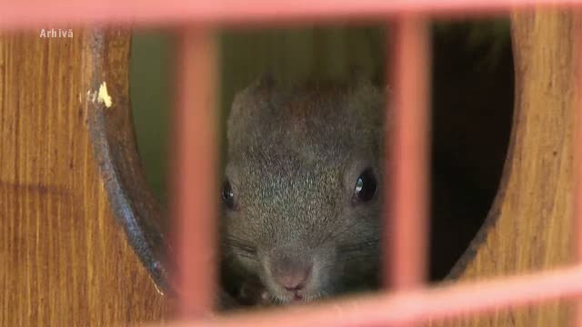 Protest in Bistrita pentru eliberarea ultimei veverite ramase intr-o voliera din parc: "Cred ca e depresiva"