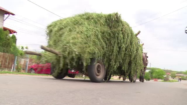 Gropile din Valea Dulce i-au adus moartea unui barbat. Familia se pregatea de doua nunti, dar va face inmormantare