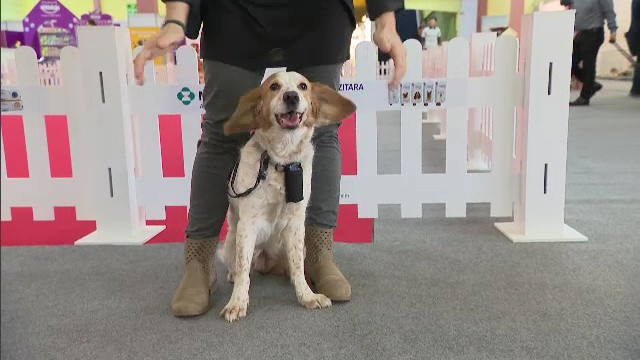 Un psiholog de animale va poate recomanda ce tip de animal de companie vi se potriveste. Unde si pana cand il puteti gasi