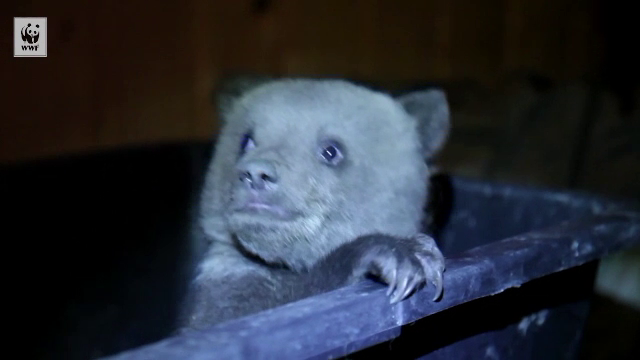 Un pui de urs, care a fost salvat dintr-o padure din Harghita, face furori pe internet. Viata lui va fi documentata