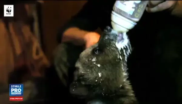 Un pui de urs, care a fost salvat dintr-o padure din Harghita, face furori pe internet. Viata lui va fi documentata