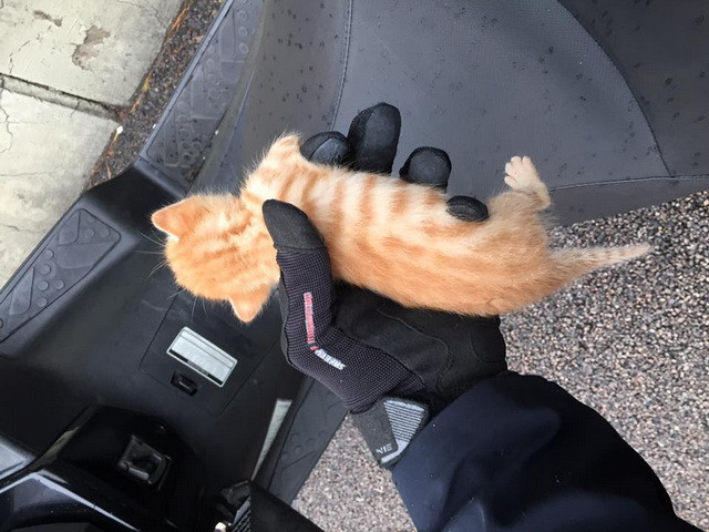 Un motociclist din Hong-Kong si-a pus viata in pericol pentru salva de la moarte un pui de pisica. VIDEO