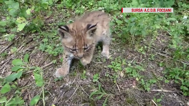 Animalele salbatice din Romania au o sansa sa fie salvate. O asociatie a infiintat o linie gratuita, unde puteti cere ajutor