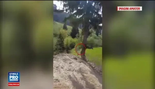 Animalele salbatice din Romania au o sansa sa fie salvate. O asociatie a infiintat o linie gratuita, unde puteti cere ajutor