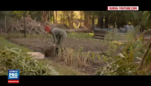 Este usor de plantat, rezista la inghet si poate aduce profituri record. Leguma redescoperita de agricultorii romani