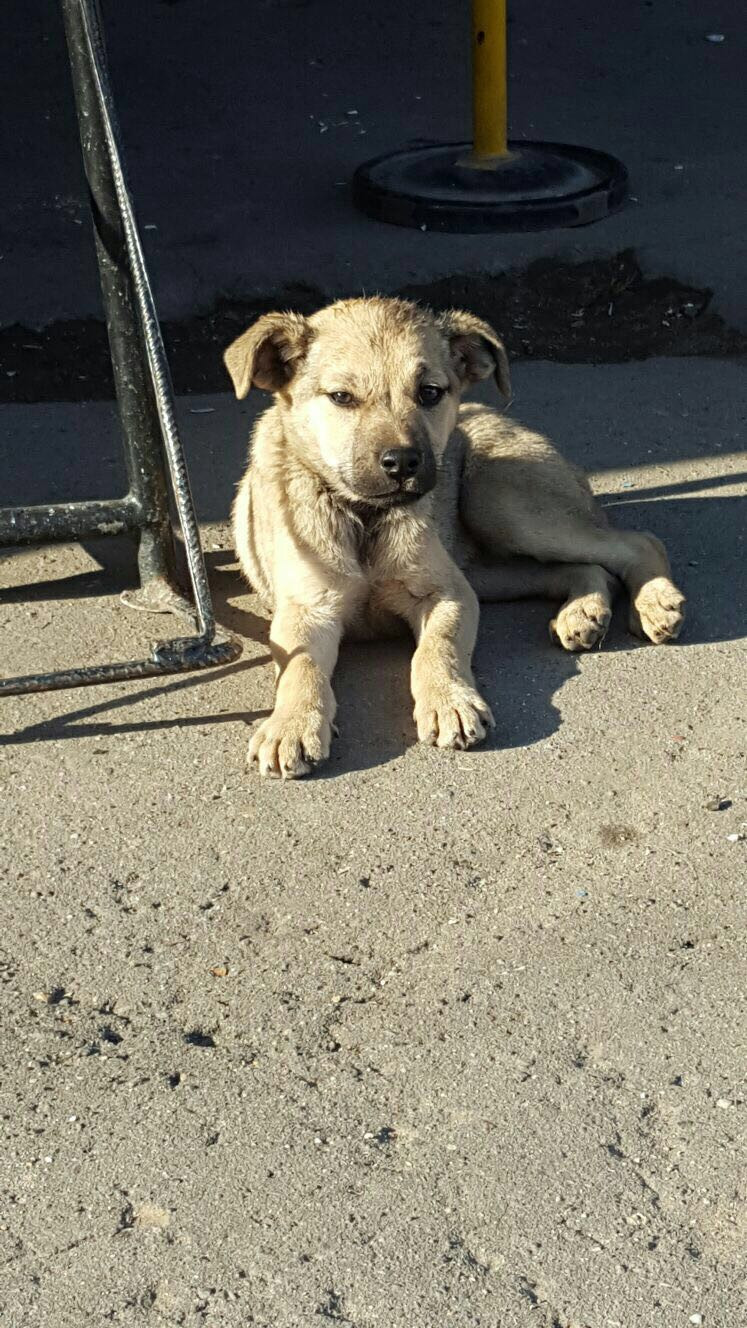 Un catel ghinionist a fost salvat de pompierii ISU Sibiu dintr-un canal. Video cu operatiunea de salvare