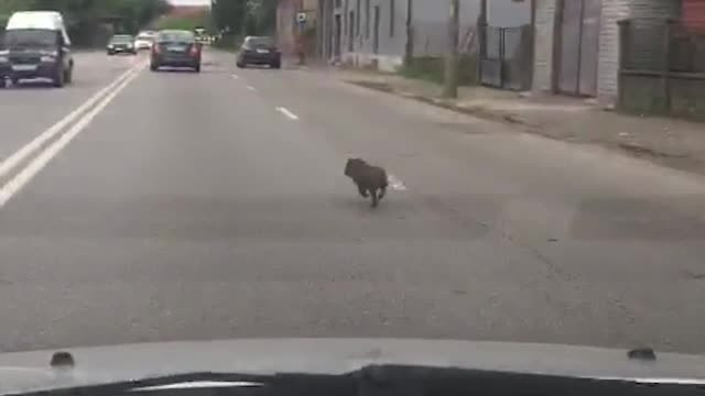 Aparitie neasteptata pe o strada din orasul Dej. Un pui de mistret alerga speriat pe langa masinile aflate in mers