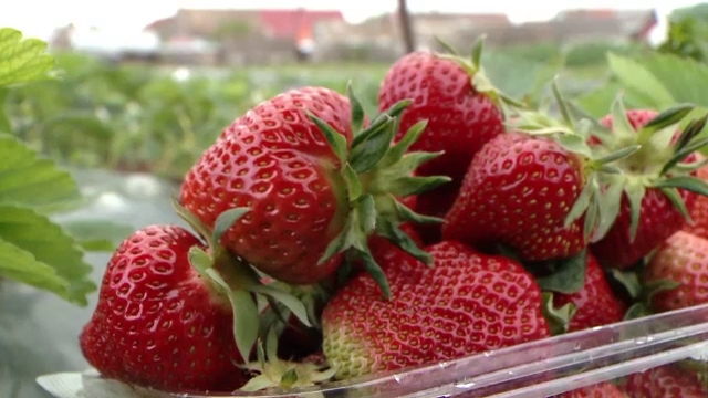 Capsunile romanesti pierd teren in fata celor straine. Metoda la care au recurs agricultorii pentru o productivitate mai mare