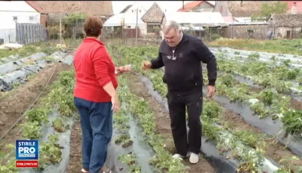 Capsunile romanesti pierd teren in fata celor straine. Metoda la care au recurs agricultorii pentru o productivitate mai mare