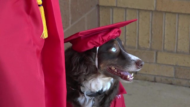 Catelul din Statele Unite care a absolvit liceul alaturi de stapanul sau. "Nu s-a dovedit a fi un magnet de fete"